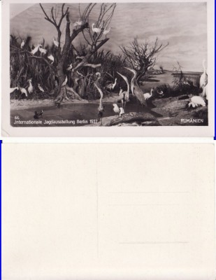 Expozitia Berlin 1937-Expo, Pavilionul Romaniei de vanatoare foto