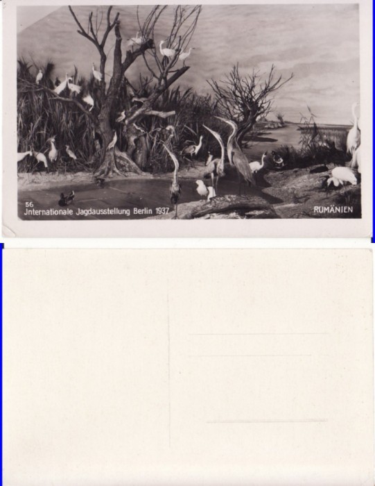 Expozitia Berlin 1937-Expo, Pavilionul Romaniei de vanatoare