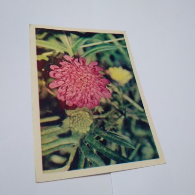 CARTE POSTALA FELICITARE RUSEASCA NECIRCULATA foto