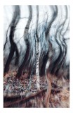 Tablou Canvas, "Pădurea dansului de v&acirc;nt toamna", Arbori, V&acirc;rtej, Toamnă, Pădure, Mișcare, Abstracție, Mister, Natură, Dans, Texturi, 26 x 39 cm, CMCL