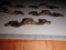 Foto  - 4