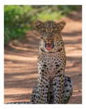 Tablou Canvas, "Leopard odihnindu-se pe potecă &icirc;nsorită", Leopard, Pistrui, Eleganță, Natură, Prădător, Adăpost, Blană, Putere, 26 x 39 cm, CMCLASS