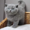 British Shorthair Blue