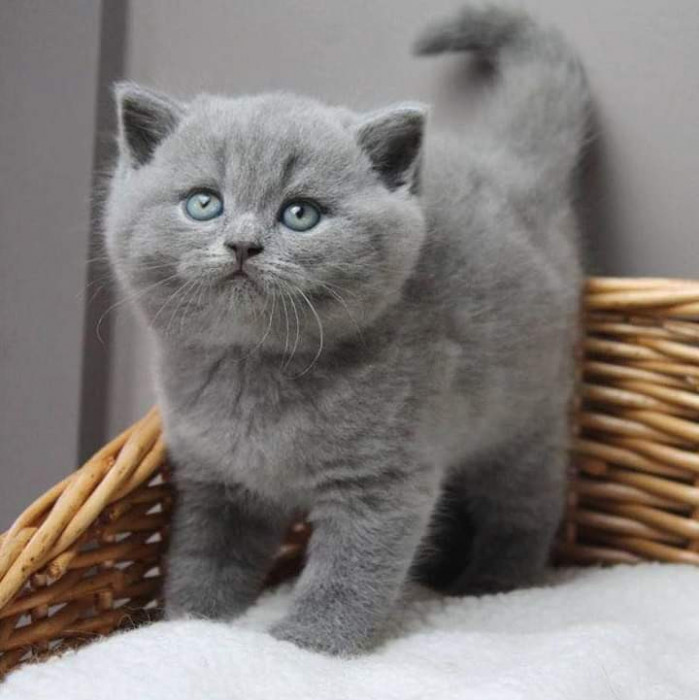 Vand pui de pisica british shorthair