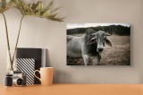 Tablou Canvas, "Vaca &icirc;ntr-un c&acirc;mp de toamnă", Vacă, C&acirc;mp, Cer, Natură, Urechi, Peisaj, Amurg, Verdeață, 39 x 26 cm, CMCLASS