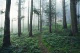 Tablou Canvas, "Cărare prin pădurea &icirc;nvăluită &icirc;n ceață", Mister, Lumină, Verdeață, Cărare, Arbori, Pădure, Frunziș, Seninătate, Abur, Ploios, 39 x 26