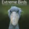 Extreme Birds: The World&#039;s Most Extraordinary and Bizarre Birds