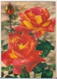 Bnk cp Carte postala 3D - Trandafir - Japonia - Wonder Co SSP-281, Necirculata, Printata