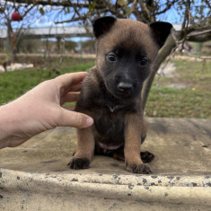 Pui de Malinois Belgian de rasă