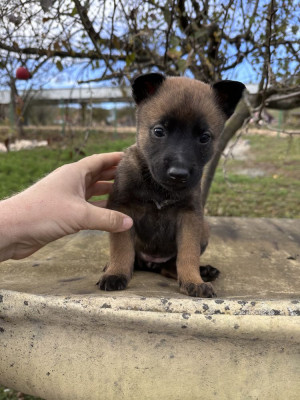 Pui ciobanesc belgian Malinois foto