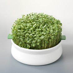 Vas pentru germinare Germline foto