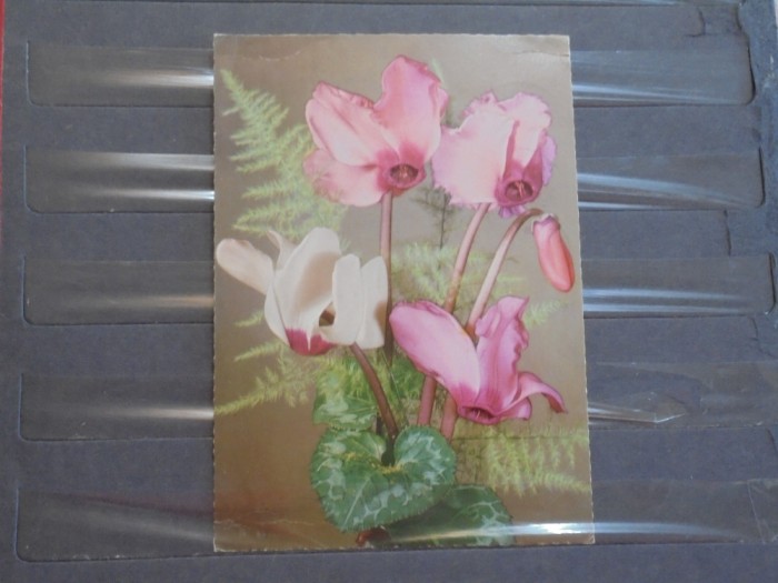 FLORI - CYCLAME - 1970 - GERMANIA - CIRCULATE, TIMBRATE -