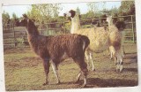 bnk cp Gradina zoologica Bucuresti - Lama - necirculata