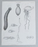 Zoophytes gravura veche, Natura, Cerneala, Altul