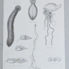 Zoophytes gravura veche