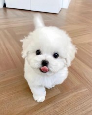 Bichon maltez mini toy 100% Pedegree
