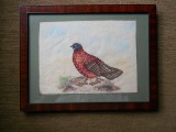 Patru desene color cu pensula &quot;Pasari&quot; , rama/paspartu/sticla, Guasa, Realism