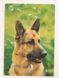 FA163 - Carte Postala - CANADA - Dog German, circulata