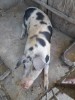 Vand porc de carne aprox 140 kg