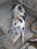 Vand porc de carne aprox 140 kg