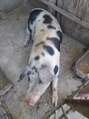 Vand porc de carne aprox 140 kg