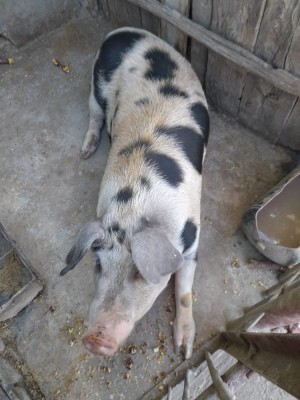 Vand porc de carne aprox 140 kg foto
