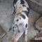 Vand porc de carne aprox 140 kg
