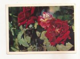 FA75-Carte Postala- RUSIA - Pravda, Roses , necirculata 1965