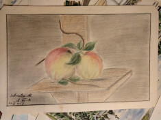 Natura statica cu mere, 1958, desen in creion foto