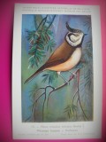 HOPCT 6265 -PARUS CRISTATUS MITRATUS -PASARI-FAUNA EUROPA-CP CHROMO LITHO -MUZEUL REGAL STIINTE NATURALE BELGIA-NECIRCULATA, Printata