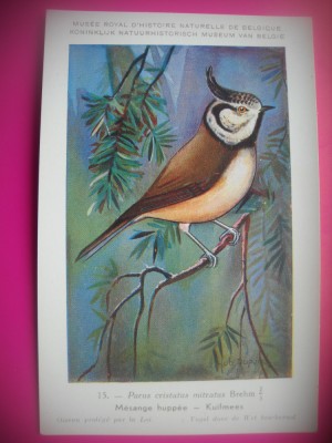 HOPCT 6265 -PARUS CRISTATUS MITRATUS -PASARI-FAUNA EUROPA-CP CHROMO LITHO -MUZEUL REGAL STIINTE NATURALE BELGIA-NECIRCULATA foto