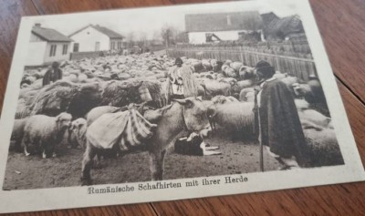 Carte Postala - Cioban cu oile foto