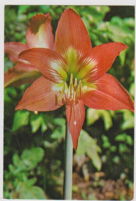 CARTE POSTALA- CRIN foto