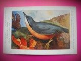 HOPCT 6264 SITTA EUROPAEA CAESIA -PASARI-FAUNA EUROPA-CP CHROMO LITHO -MUZEUL REGAL STIINTE NATURALE BELGIA-NECIRCULATA, Printata