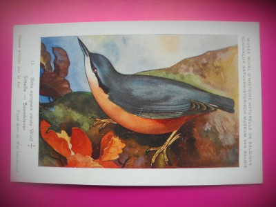 HOPCT 6264 SITTA EUROPAEA CAESIA -PASARI-FAUNA EUROPA-CP CHROMO LITHO -MUZEUL REGAL STIINTE NATURALE BELGIA-NECIRCULATA foto