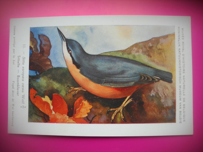 HOPCT 6264 SITTA EUROPAEA CAESIA -PASARI-FAUNA EUROPA-CP CHROMO LITHO -MUZEUL REGAL STIINTE NATURALE BELGIA-NECIRCULATA