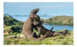 Tablou Canvas, "&Icirc;mbrățișarea dragonilor de Komodo", Balans, Natură, Forță, &Icirc;ntindere, Armonie, Salbaticie, Lumină, Peisaj, Verzișor, Relaxare., 39 x 2