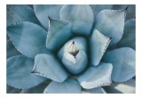 Tablou Canvas Agave Albastru Simetrie Natură Detaliu Textură, 39 x 26 cm, CMCLASS