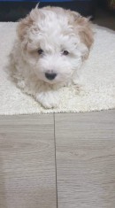Pui bichon havanez foto