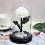 Cumpara ieftin Trandafir Criogenat alb bella &Oslash;8cm in cupola 10x20cm