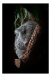 Tablou Canvas, "Koala adormit &icirc;n cocon de copac", Nu pot identifica animalele reale din imagini, dar pot spune că fotografia arată un animal pufos, ap