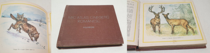 Carte veche cu ilustratii color anul 1977 - ATLAS CINEGETIC ROMANESC - MAMIFERE