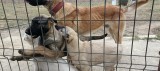 Catei Belgian Malinois