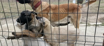 Catei Belgian Malinois foto