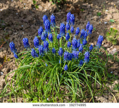 Bulbi de muscari, 30 bucati pe lot foto