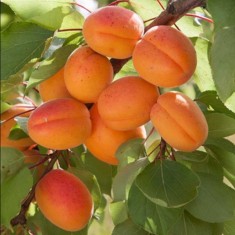 Cais &ndash; Soiul Uriasa de Cegled