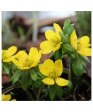 Aconit de Iarna Eranthis, Hyemalis, Galben, 5/+, 1 Bulb
