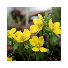 Aconit de Iarna Eranthis, Hyemalis, Galben, 5/+, 1 Bulb