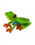 Broasca cu ochii rosii - Collecta