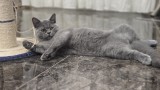 Baietel british blue shorthair
